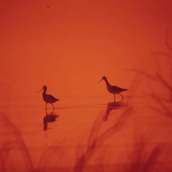 V&ouml;gel auf einem See.